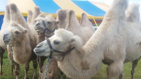 Auch Kamele können die Besucher beim Zirkus Renz in Niederraunau erleben. 	