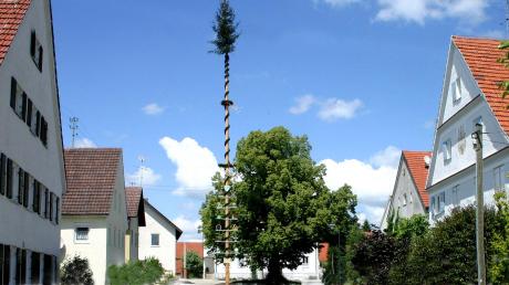 Die Friedenslinde, mit einem Stammumfang von 5,60 Metern an der dicksten Stelle, ist seit 150 Jahren Mittelpunkt der Günztalgemeinde Nattenhausen. 	
