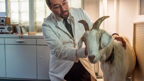 Rechtsmediziner Prof. Boerne (Jan Josel Liefers) kümmert sich um Ziege Mimi. 