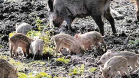 Auf Nahrungssuche verursachen Wildschweine erhebliche Schäden. Auch in der Region ist die Population der „Schwarzkittel“ wieder am Zunehmen.  