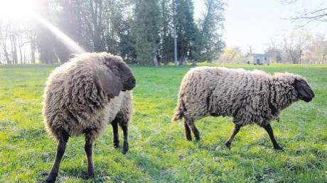 Frühling im Schacky-Park: Die Schafe übernehmen die Mäharbeiten. 