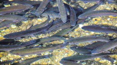 In Staudheim sind in einer Fischzucht Forellen und Saiblinge von der Fischseuche IHN befallen. 