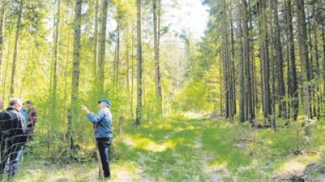 Ein Wald, zwei Gesichter: Scheurings Bürgermeister Manfred Menhard zeigte, wie der Wald nach dem Umbau aussehen soll. Rechts die Fichtenkultur, links eine seit etwa zehn Jahren geschützte Neuanpflanzung mit Laubbäumen. 