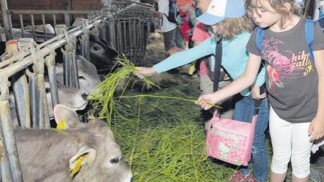 Bei der bayerischen Auftaktveranstaltung auf dem Hof der Familie Gall in Finning lernten die Kinder, was eine Kuh frisst und wie viel Milch sie am Tag gibt. 