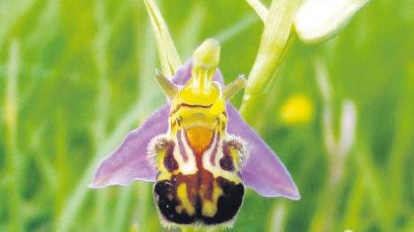 So sieht eine Bienenragwurz aus – solche und andere Orchideen wurden gestohlen. 