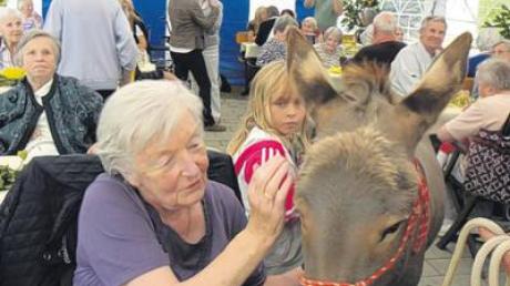 Zwei Esel der Eselfarm Asinella waren willkommene Gäste beim Sommerfest des Kreisseniorenheims Theresienbad in Greifenberg. 