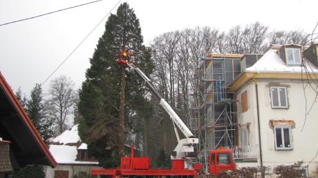 Diese Thuja auf einem Grundstück am Seeberg ist im Zuge einer Ausnahmegenehmigung nach der gemeindlichen Baumschutzverordnung jetzt gefällt worden. 