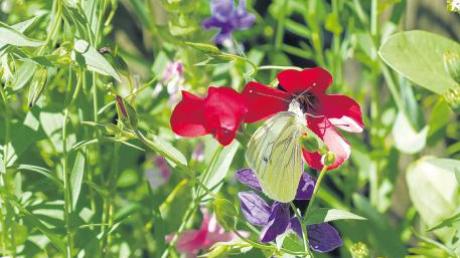 Schmetterlinge, Bienen und Co. freut’s, wenn es in Rott blüht.
