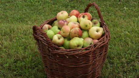 Die Apfelernte steht an. Saft pressen und gleich Haltbarmachen, diesen Service bieten viele Gartenbauvereine jetzt an, erstmals auch der Verein in Finning. 
