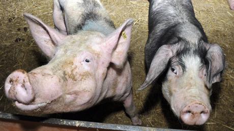 Ein Schweinemastbetrieb soll in der Gemeinde Scheuring entstehen. 