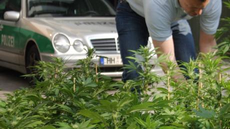 Symbolfoto: Ein Polizist erntet in Hamburg illegal gepflanzte Cannabispflanzen.