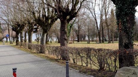 Die Spitzahorne am Eingang des Uttinger Summerparks werden als nicht mehr stabil angesehen und sollen durch junge Bäume ersetzt werden.  


