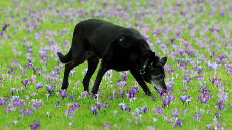 Zuviele Hunde würden immer wieder durch den Wald oder über die Felder laufen, sagen die Penzinger Jagdgenossen. Deshalb fordern sie eine Leinenpflicht. 
