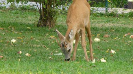 Rehe tun sich vermehrt bei der Futtersuche schwer. Da kann es schon mal vorkommen, dass sie sich, wie dieser junge Rehbock im August vergangenen Jahres in Hausen bei Geltendorf, in einem Garten umsehen.