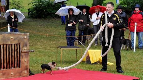 Hundesfestival im Schloßpark: die Comedy Dog Show mit Leonid Beljakov