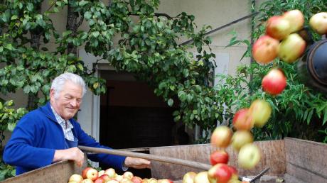 Rund 55 Tonnen Äpfel werden im Kloster St. Ottilien jährlich geerntet, Bruder Gerold Sirch sorgt hier gerade dafür, dass das Obst in den Mostkeller verfrachtet wird. 