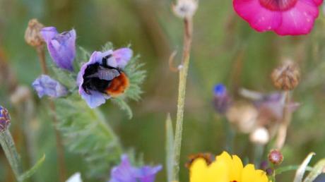 Blühflächen sind wichtig für die Insekten, unter anderem für Bienen. In Utting setzt sich auch die Teilnehmergemeinschaft dafür ein. 
