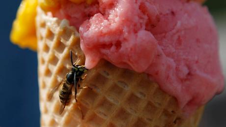 Wespen sind für die Natur eigentlich nützlich, für Liebhaber von Gartenfrühstück und Grillfete sind sie eher nervige Plagegeister. 