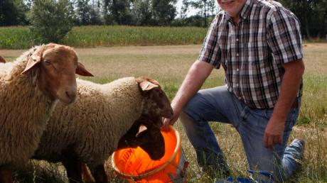 Walter Graf beim Schafe füttern. Er lenkte bis 2014 die Geschicke der Gemeinde und ist jetzt hauptsächlich für die Familie da. 	