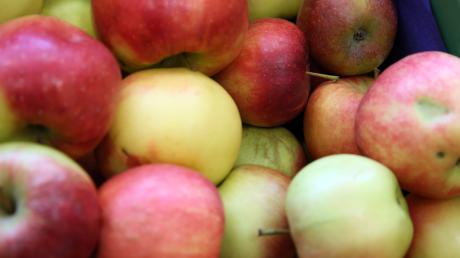 Die Solidargemeinschaft Landsberger Land beginnt mit ihrer Apfel-Sammlung