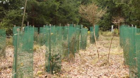 Um junge Bäume vor Verbiss durch Rehe zu schützen, werden sie mit einem Zaun geschützt.