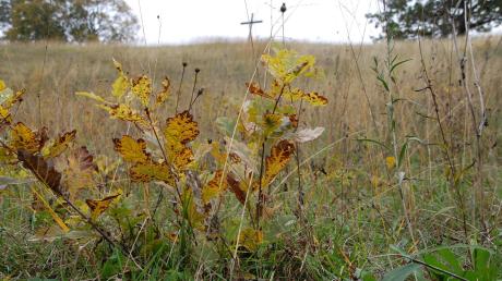 Der Kalkmagerrasen am Hirschberg, ein überregional bedeutsames Biotop, droht zu verbuschen, da die Gemeinde Pähl die Flächen nicht mehr mähen lässt. Jetzt werden Unterschriften für eine Biotopflege gesammelt. 