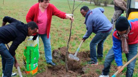 Unter Leitung von Gartenpflegerin Isolde Koukal wurden an der Ascher Schule Obstbäume gepflanzt. 	