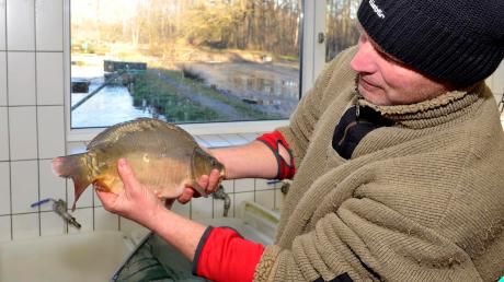 Fischzüchter Nikolai Birnbaum aus Epfenhausen hält einen Spiegelkarpfen in der Hand. Das Interesse am Karpfen brachte sein Vater aus seiner pommerschen Heimat mit. 