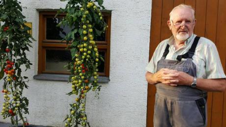 Karl Heinz Zürch vor seinen reifenden Tomaten an der Südseite seines Anwesens.