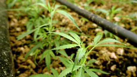 Plantage mit Marihuanapflanzen (Symbolfoto).