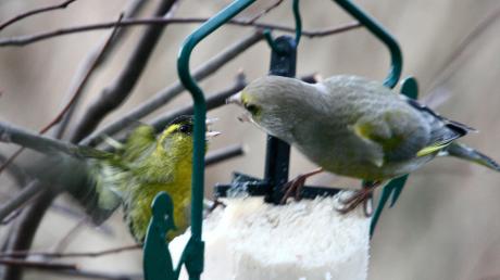 Wintervogelbeobachtung im Garten: Grünfink und Zeisig.