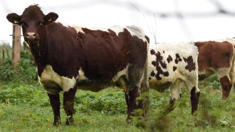 Pinzgauer Rinder sind  eine gefährdete Haustierrasse. Ein solches Tier ist nun bei Tussenhausen aufgetaucht - und keiner weiß, wem die Kuh gehört.