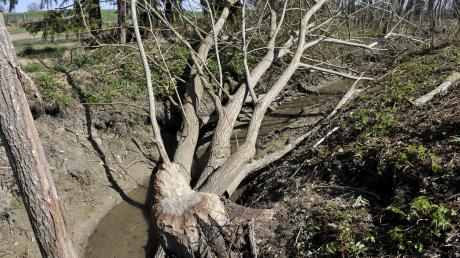 Der Biber hat an einem Wassergraben zwischen Hofstetten und Grünsink mehrere Bäume gefällt. Seine „Bauarbeiten“ könnten weiteren Schaden anrichten.