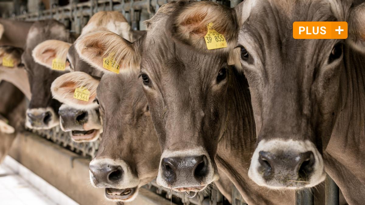 #Milchwirtschaft: Ärger und Sorge melken mit: Milchbauern zwischen Tierwohl und Preisdruck