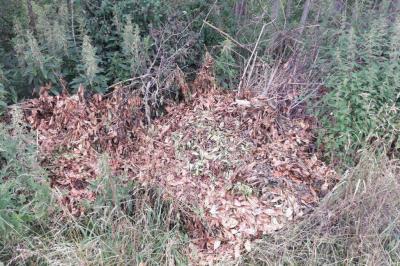 Landsberg: Warum der Müll statt in der Tonne im Wald landet