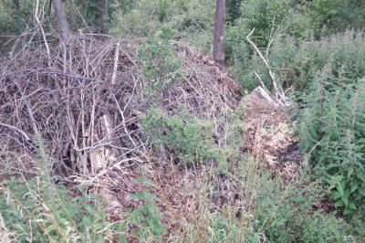 Müll im Wald: Abfall zu Dünger machen
