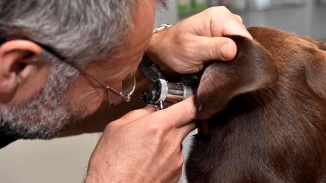 Tierarzt Bolko Zencominierski kontrolliert das Ohr eines Hundes. 