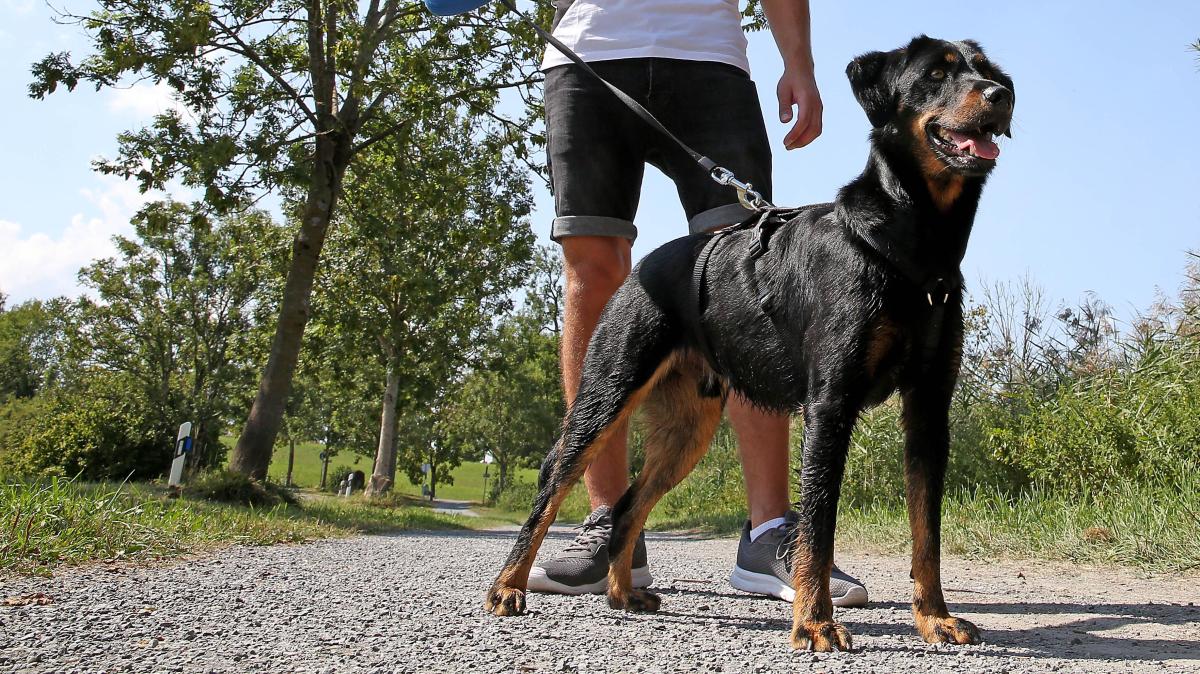 #Buch-Rennertshofen: Hund beißt Spaziergängerin und deren Hund