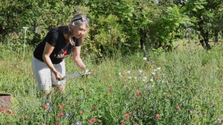 LT-Redakteurin Stephanie Millonig in ihren Garten zwischen den Blumen bei Insektenzählen: Der Naturschutzbund Deutschland und der Landesbund für Vogelschutz haben wieder zu der Zählaktion Insektensommer aufgerufen.