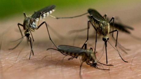 Vor allem in Eching, aber auch in anderen Gemeinden sind Mücken im Sommer oft eine Plage. 