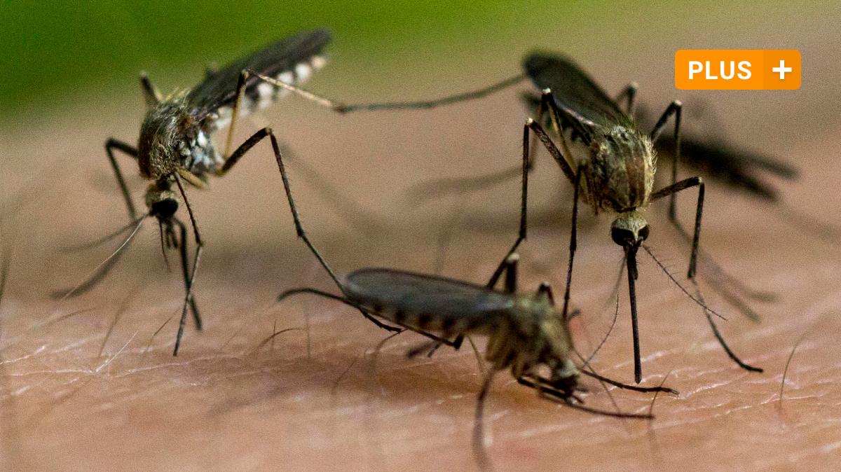 Mückenplage: Warum in Eching abgestimmt wird - Augsburger Allgemeine