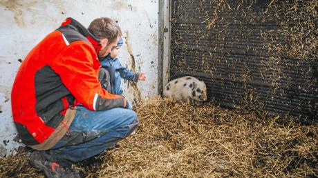 Georg Kaindl und Sohn Jakob schauen nach, wie es dem Minischwein geht. Es wurde Anfang der Woche bei Pürgen gefangen und kam auf dem Kaindl-Hof unter. Der Bauer sucht eine neue Bleibe für das Tier.