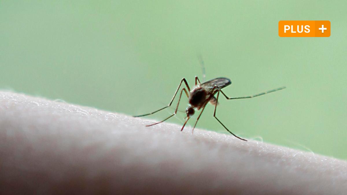 Mückenplage: Worüber die Echinger heute abstimmen - Augsburger Allgemeine