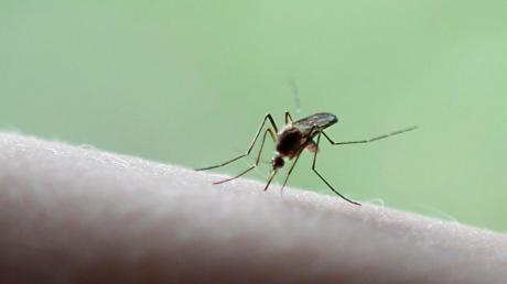 Rund um den Ammersee klagen Anwohner und Gäste im Sommer über Mücken.
