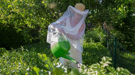 Mückenplage am Ammersee: Viele Bewohner tragen im Sommer im Freien „Schutzkleidung“.