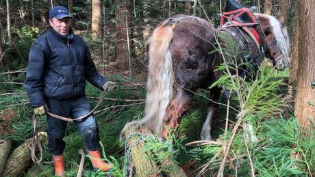Im Forstlichen Versuchsgarten von Grafrath haben schwere Maschinen keinen Platz zum Arbeiten. Dort kommen dann der Dießener Franz Hirn und seine Kaltblutpferde (im Bild Viktor) zum Einsatz.