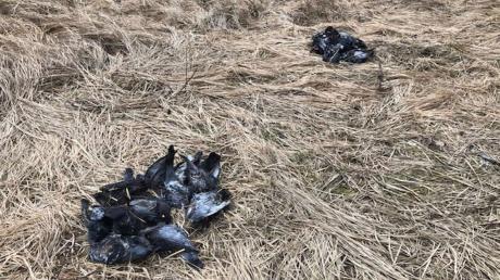 Unmittelbar neben einem Feldweg bei Igling lagen kürzlich tote Tauben.