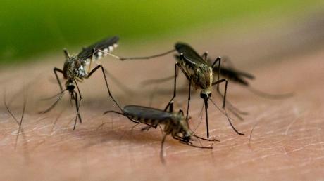 In den Sommermonaten werden die Bewohner der Gemeinde Eching am Ammersee immer wieder von Mücken geplagt. 