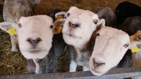 Markus Schnitzler aus Dießen hat sich in der englischen Partnerstadt Windermere in die Herdwick-Schafe verguckt. Jetzt züchtet er sie in Dießen.