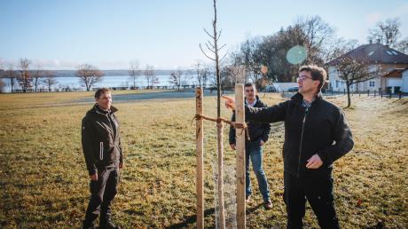 Auch auf den Selzamweiden wurden in Utting Elsbeeren gepflanzt. Bürgermeister Florian Hoffmann (Mitte) sowie Tilo Scholze (links) und Erwin Schmid vom Amt für Ernährung, Landwirtschaft und Forsten schauen sich die Bäume an. 